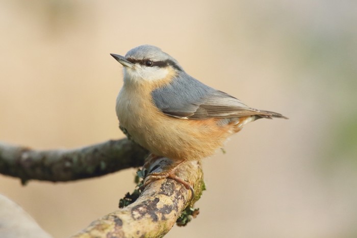 Nuthatch