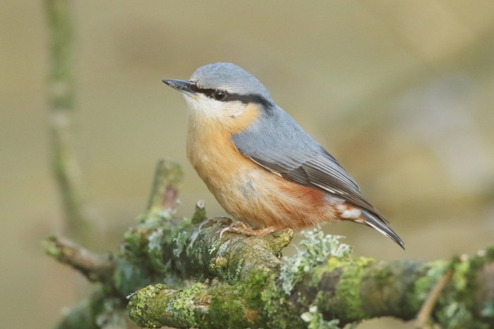 Nuthatch