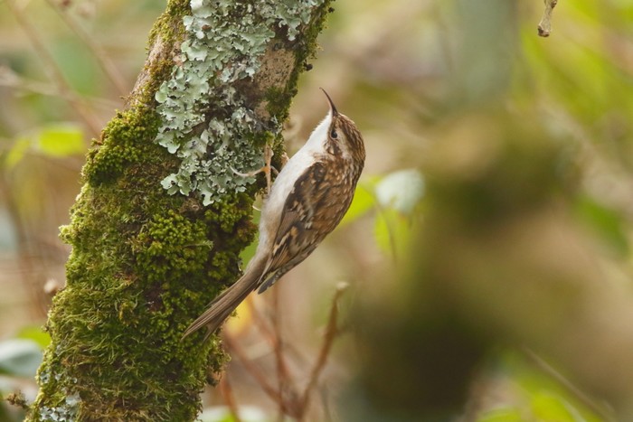 Treecreeper