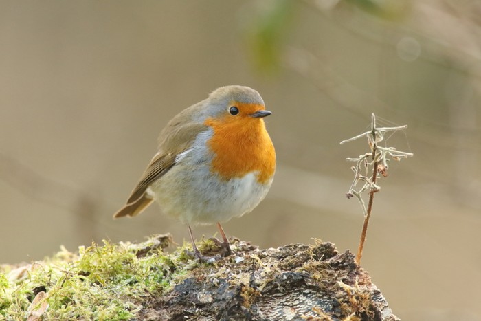 Robin