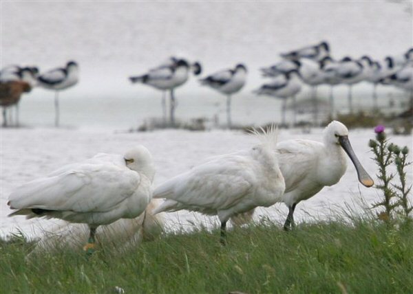 Spoonbill