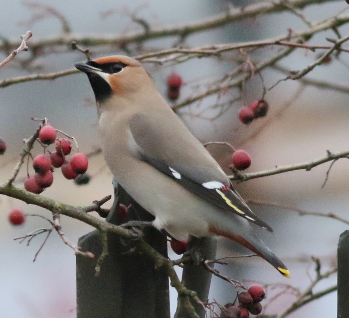 Waxwing
