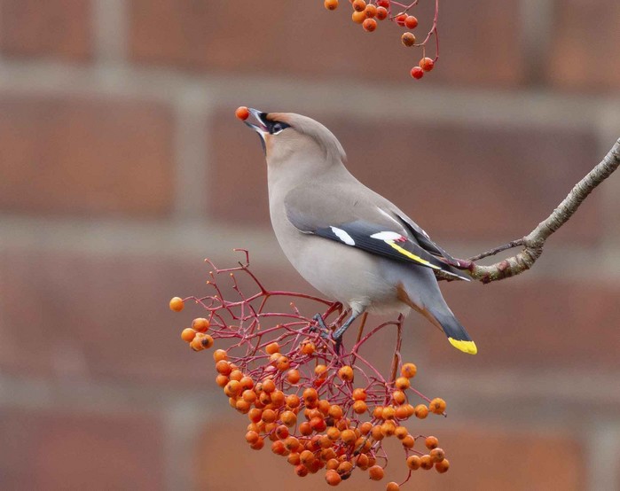 Waxwing