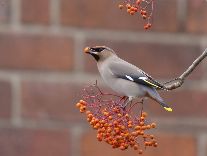 Waxwing