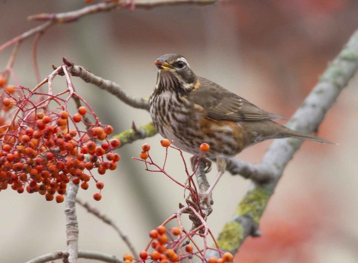 Redwing