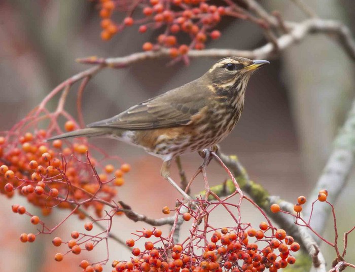 Redwing