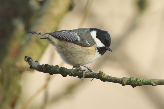 Coal Tit