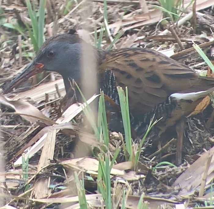 Water Rail
