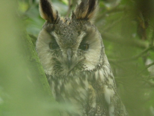 Long-eared Owl