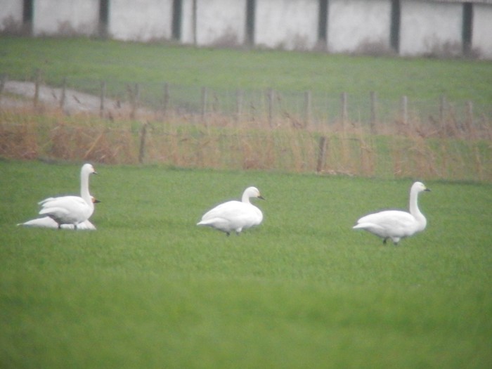 Bewick's Swan