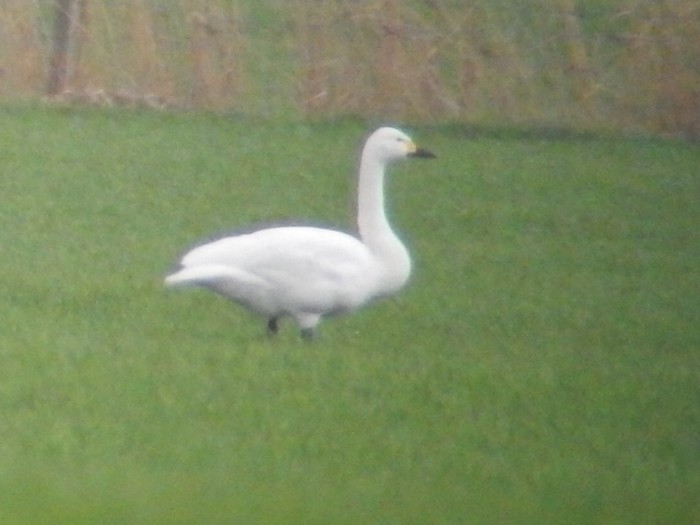 Bewick's Swan