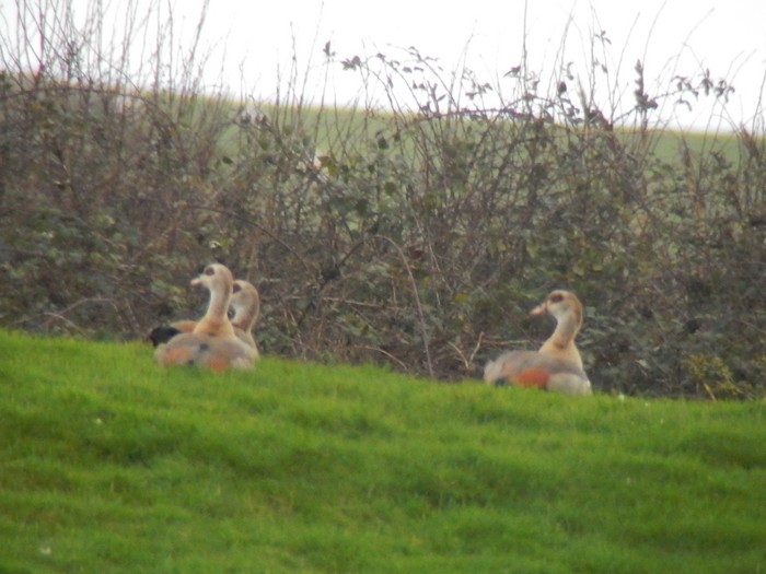Egyptian Goose