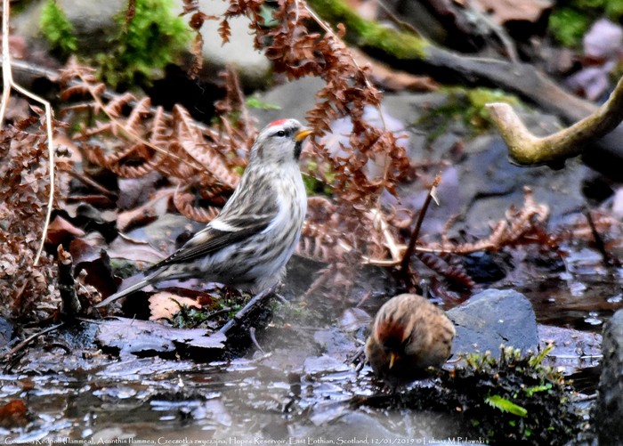 Mealy Redpoll
