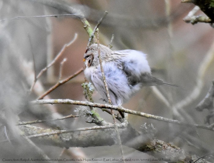 Coues's Arctic Redpoll