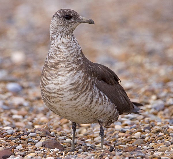 Arctic Skua