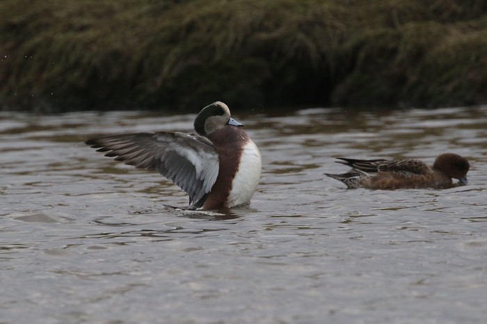 American Wigeon