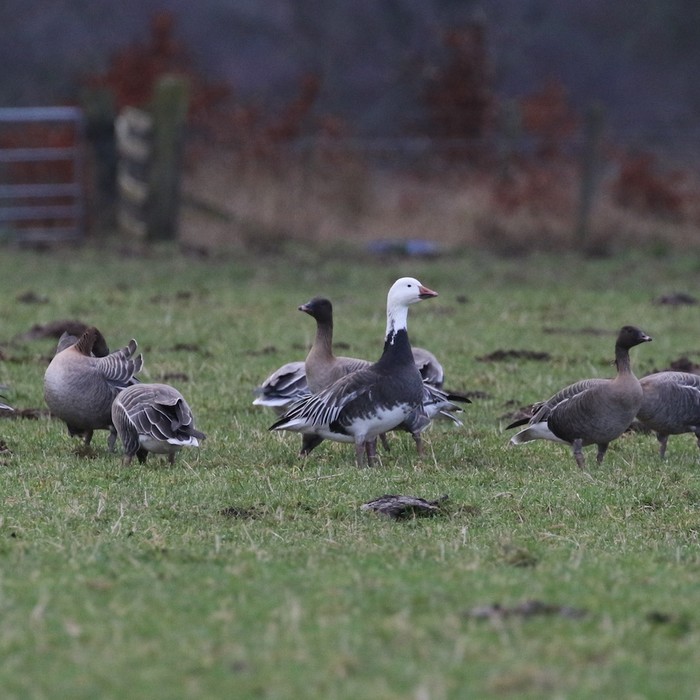 Lesser Snow Goose