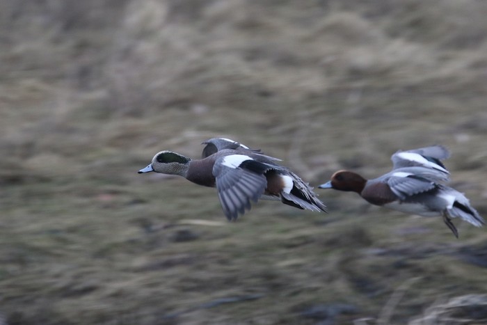 American Wigeon