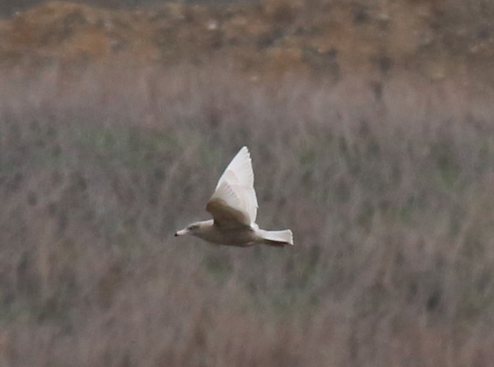 Glaucous Gull