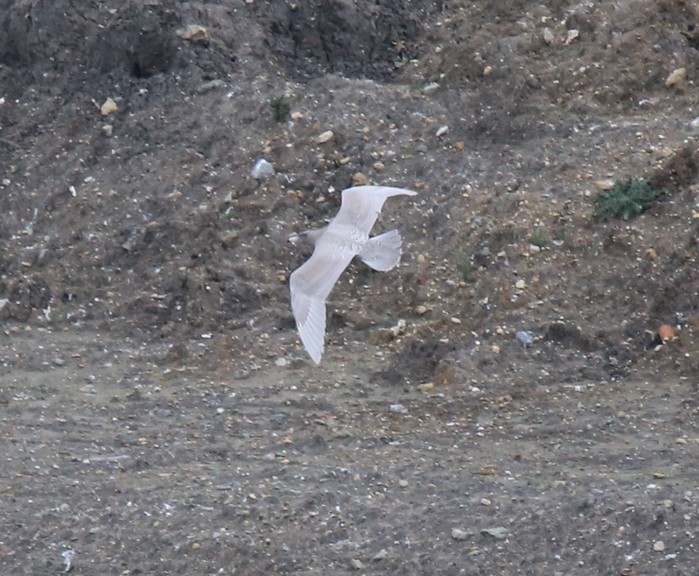 Glaucous Gull