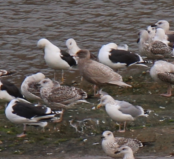 Glaucous Gull