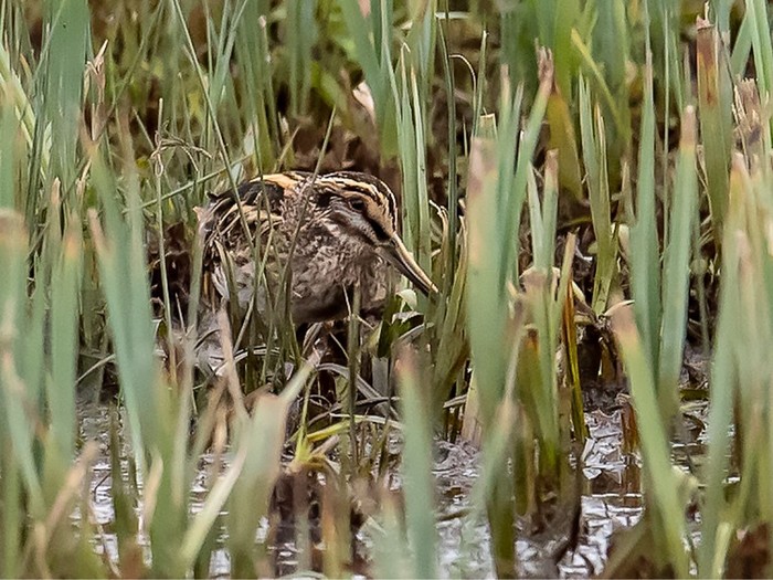 Jack Snipe