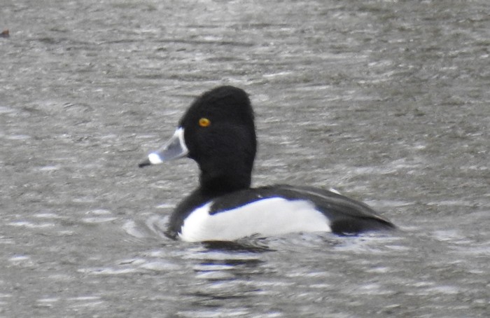 Ring-necked Duck