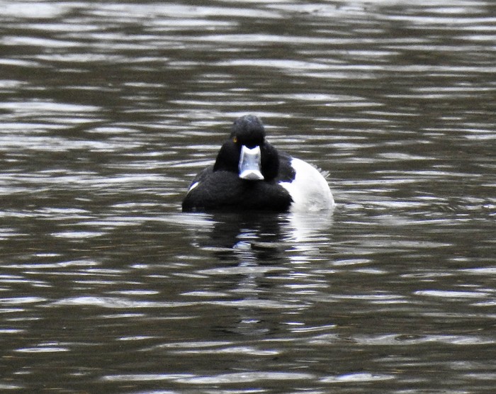 Ring-necked Duck