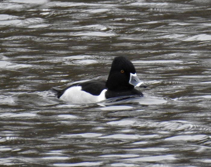 Ring-necked Duck