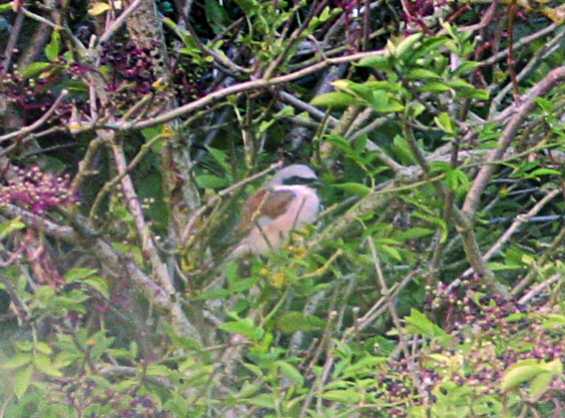 Red-backed Shrike