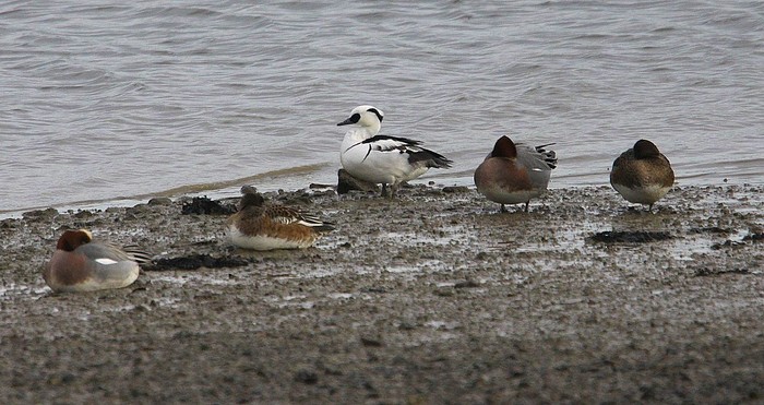 Smew