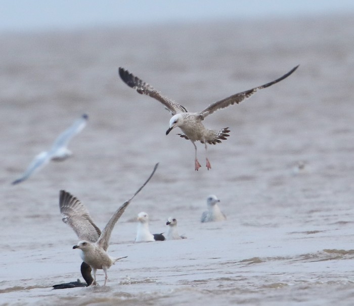 Caspian Gull