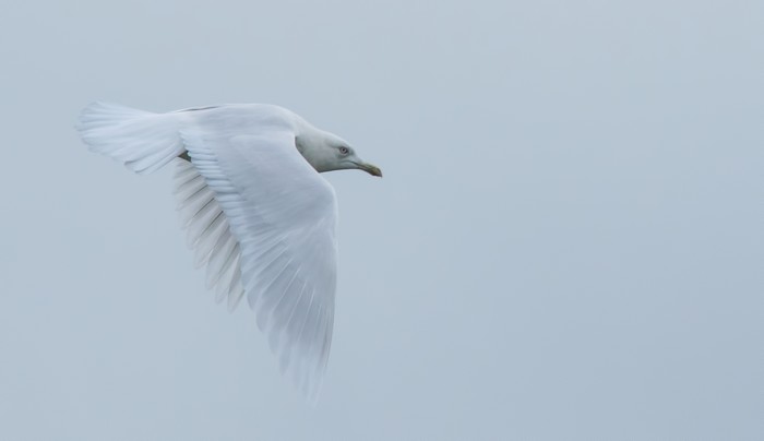 Iceland Gull