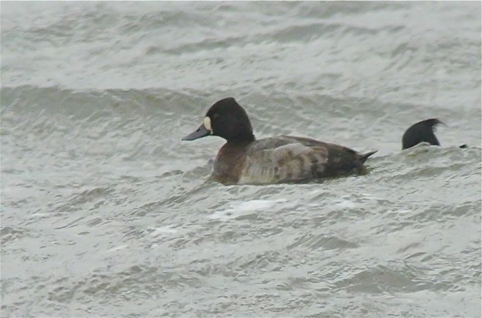 Lesser Scaup