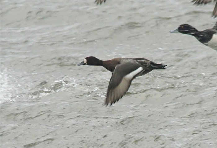 Lesser Scaup
