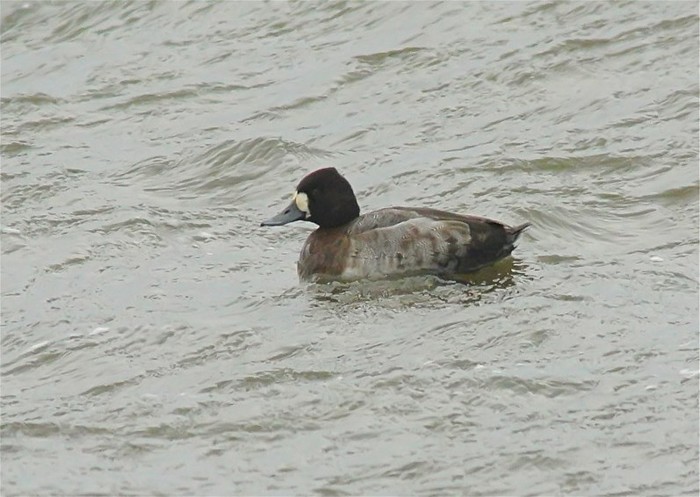 Lesser Scaup