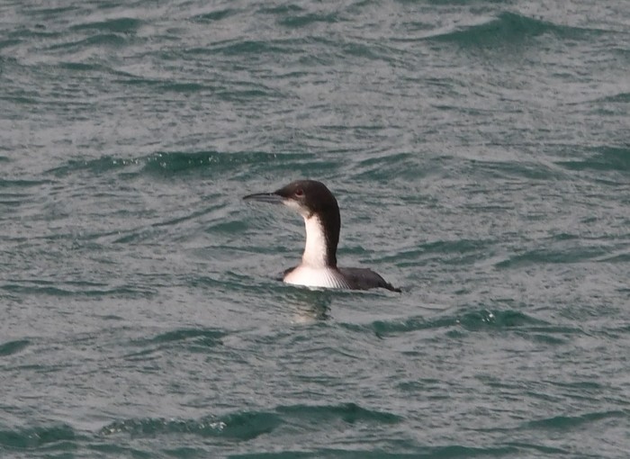 Pacific Diver