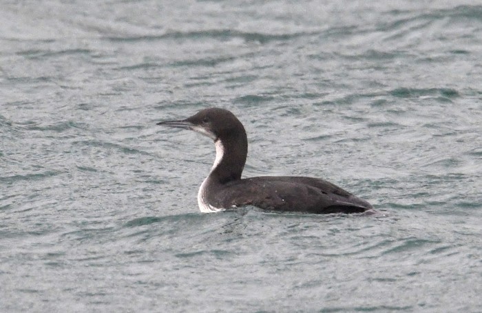 Pacific Diver