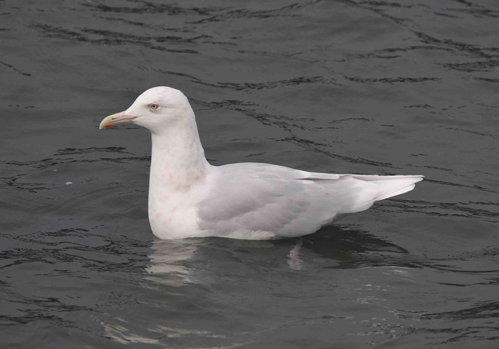 Glaucous Gull