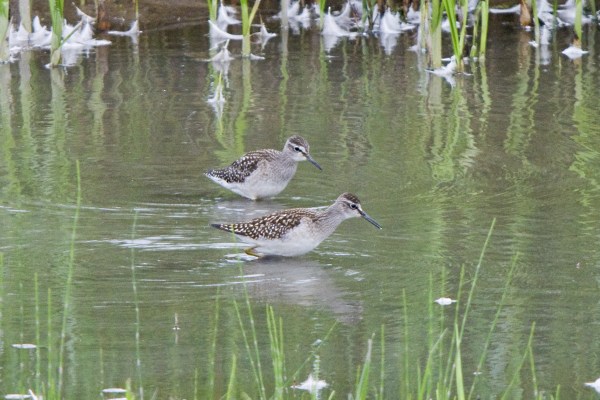 Wood Sandpiper