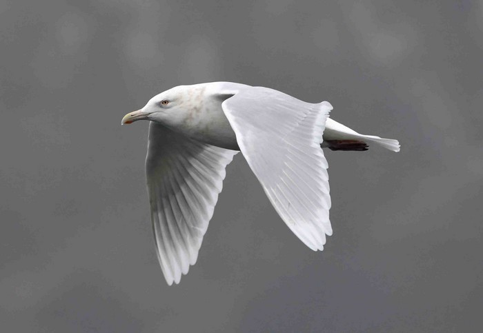 Glaucous Gull