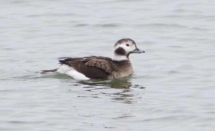 Long-tailed Duck