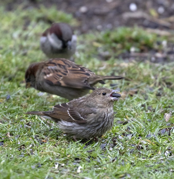 Common Rosefinch