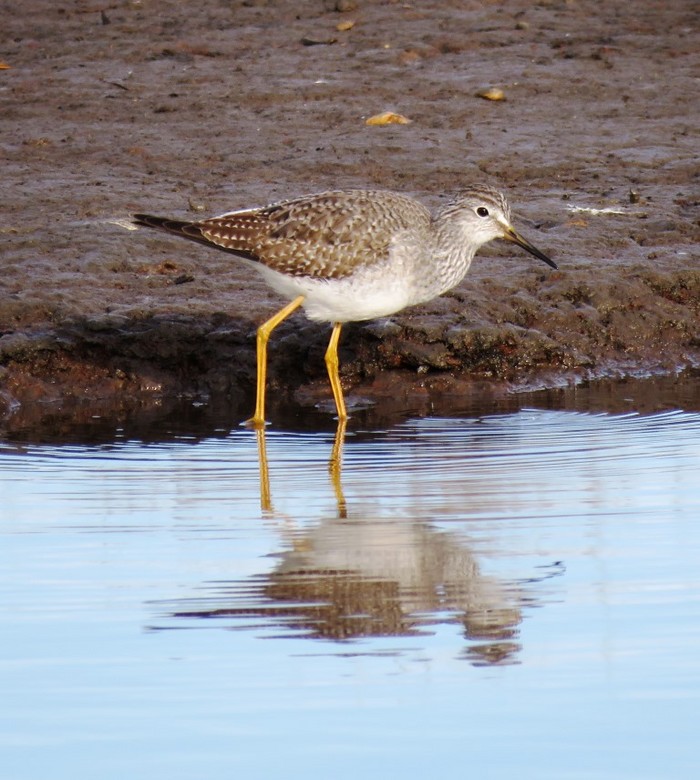 Lesser Yellowlegs