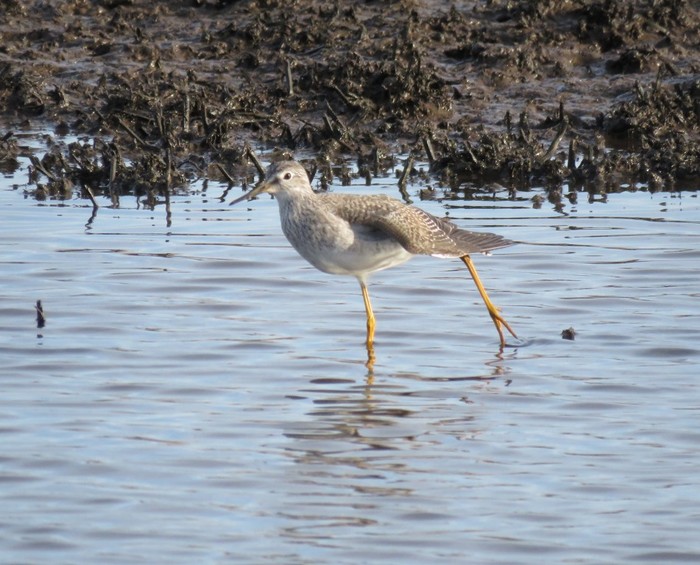 Lesser Yellowlegs