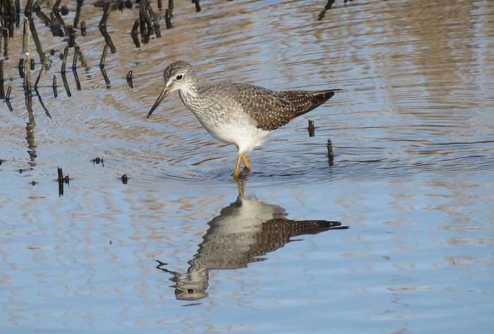 Lesser Yellowlegs