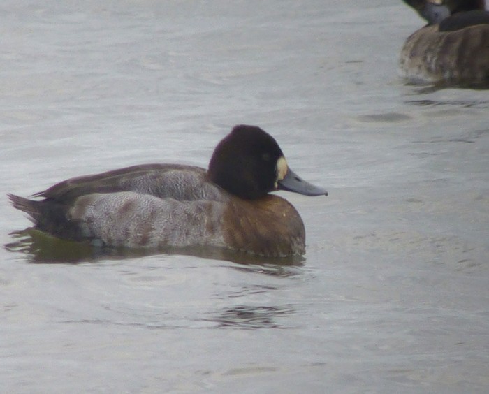 Lesser Scaup