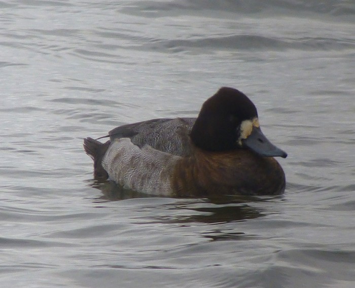 Lesser Scaup
