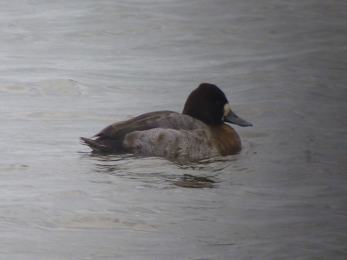 Lesser Scaup
