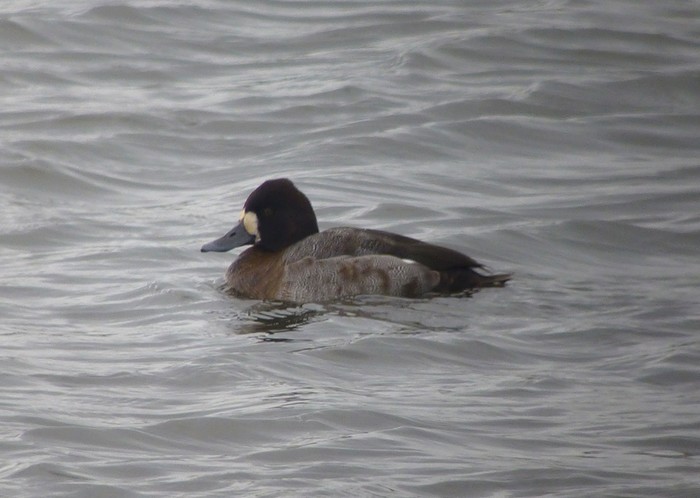 Lesser Scaup